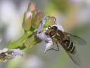 syrphid